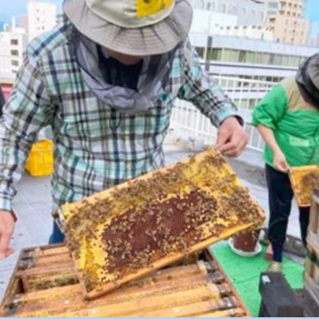 さっぱち】札幌の中心部で養蜂・はちみつ採取を体験 地域情報ブログ - U・Iターン転職ならリージョナルキャリア北海道